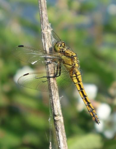 Orthetrum cancellatum